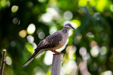 Spotted Dove