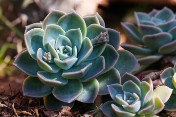 Blue Rock Rose Succulent Plant (Echeveria imbricata), South Africa