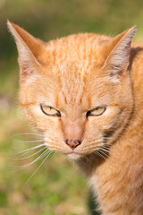 Naklejka na ściany i meble Intensely Gazing Ginger Orange Tabby Cat