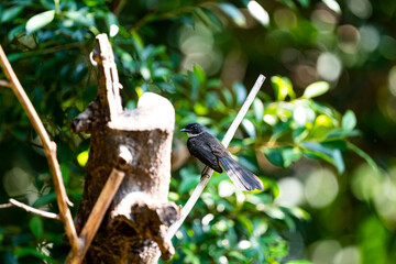 Sunda Pied Fantail