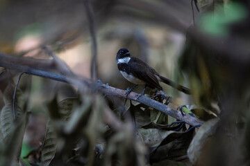 Sunda Pied Fantail