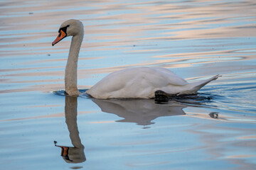 A mute swan (Cygnus olor) swimming on a calm lake in the evening light