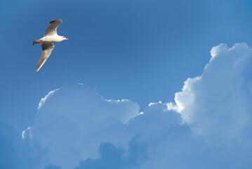 Eine Möwe fliegt am blauen, sonnigen Sommerhimmel. Kräftige Gewitterwolken entstehen.