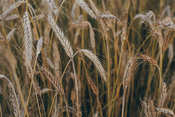 Wheat field with Breed. Ears of golden wheat. Harvest ripe wheat crop with beautiful sun rays closed up