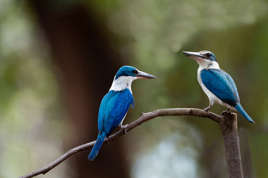 White - Collared Kingfisher