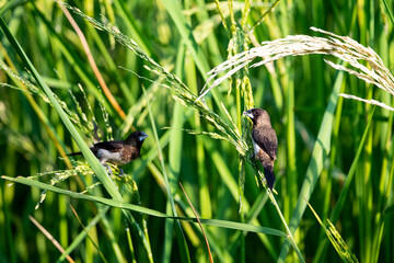 White - rumped Munia