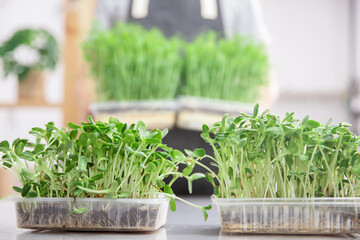 Closeup Microgreen baby sprouts beans pea and sunflower in box