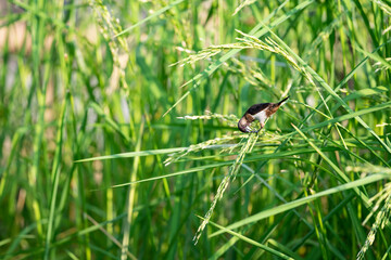 White - rumped Munia