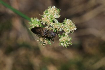 melanotus brown insect macro photo