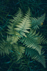 green fern leaves in the nature in spring season
