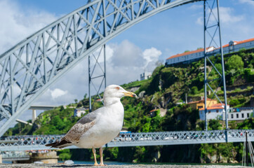 Close up Seagull and Porto&acute;s Bridge in the background.