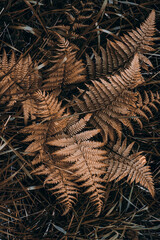 brown fern leaves in the nature in spring season