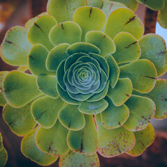 green plant leaves in the nature in spring season