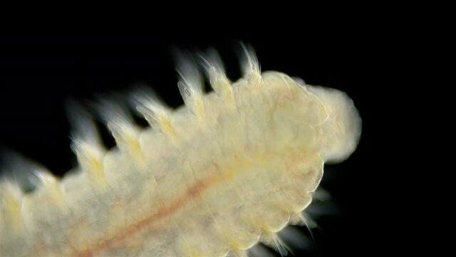 Worm Polychaeta Naineris sp. under a microscope, family Orbiniidae. In video, front lower part, mouth. Crawl along bottom and eat detritus. Black Sea