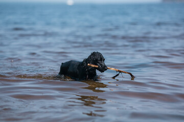 The dog is frolicking in the lake.