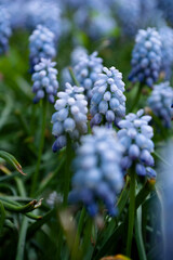 Blue muscari blooming on grass