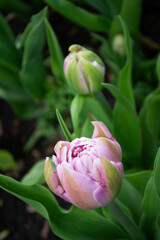 Pink tulips on green grass