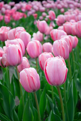 Fototapeta premium Pink tulips blooming on garden