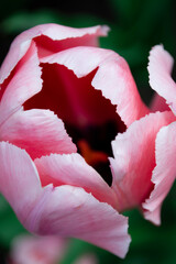 Pink tulips blooming on green grass