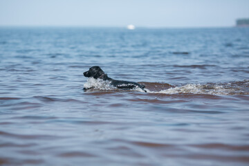 Fototapeta premium The dog is frolicking in the lake.
