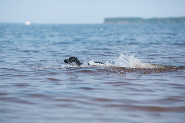 Obraz premium The dog is frolicking in the lake.