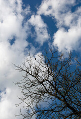Old tree on blue sky