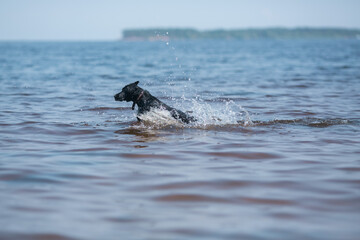 Fototapeta premium The dog is frolicking in the lake.