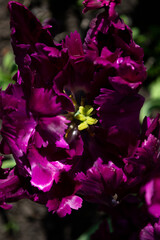 Violet tulip on green grass