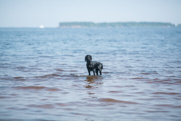 The dog is frolicking in the lake.