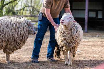 Naklejka premium Wooly sheep sticking out it's tongue at another sheep.