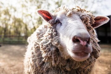 Close up of a wooly sheep face.