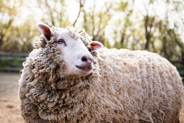 A wooly sheep in farm yard on sunny day.