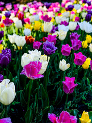 multicolored colored tulips, free space