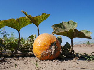 Small pumpkin growing on a field or patch. Organic vegetable farming, harvest season.