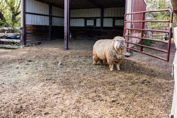 A wooly sheep standing by gate in farm yard.