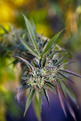 close up of smaller flowering bud of Berry Diesel