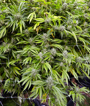 sfv og kush plants flowering in cannabis garden