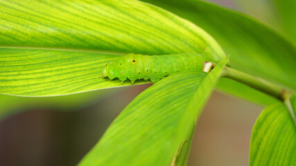 Green caterpillar crawling on a green leaf.