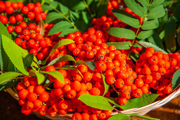 Red mountain ash in a basket