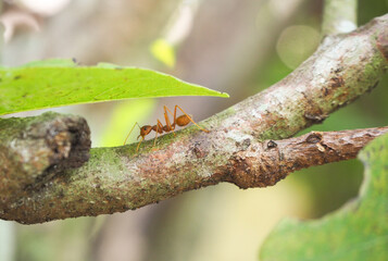 Fototapeta premium Red ant (Oecophylla smaragdina) walking on the tree