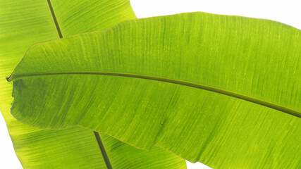Bright green banana leaves (Musa Paradisiaca) with sunlight, water droplets.White texture background.