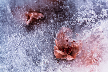 Fototapeta premium Flowers in ice