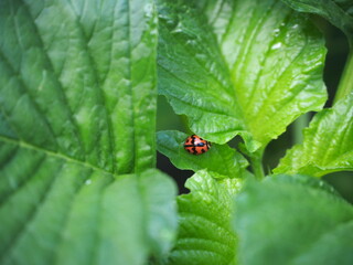 Ladybird, Lady Beetle (Coccinella transversalis ) perched on top of spinach leaves