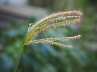 Grass flowers, Swallen Fingergrass, Finger Grass (Chloris barbata Sw) 
blooming in the morning.