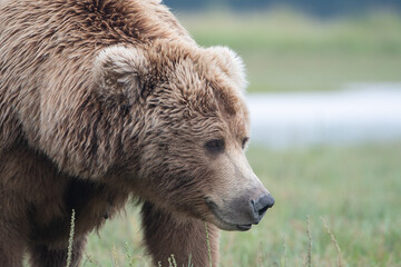 Obraz premium Female coastal brown bear (Ursus arctos) pictured in a meadow in the Katmai NP, Alaska