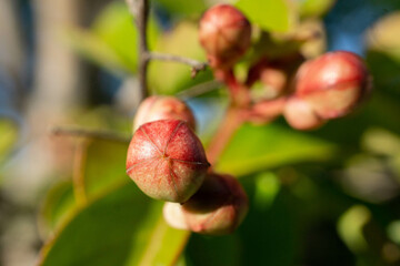 Fruits on a tree