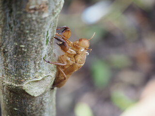 Insect molting, cicada molt on tree, with blurred background.