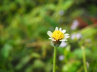 Coatbuttons flower, Mexican daisy flower ( Tridax procumbens ) in the garden. Selective focus. Nature blurred background.