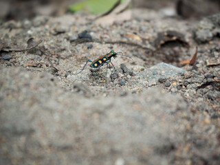 Tiger beetle (Cicindela campestris) walking on the ground ,pattern is very cute and beautiful
