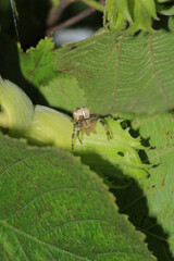 mangora acalypha spider macro photo